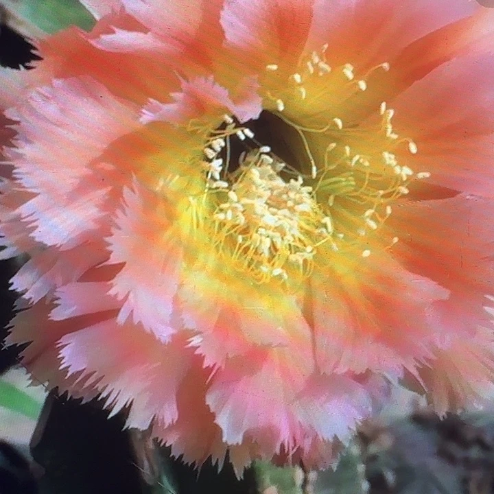 凤一侧芽4公分左右彩草20包邮