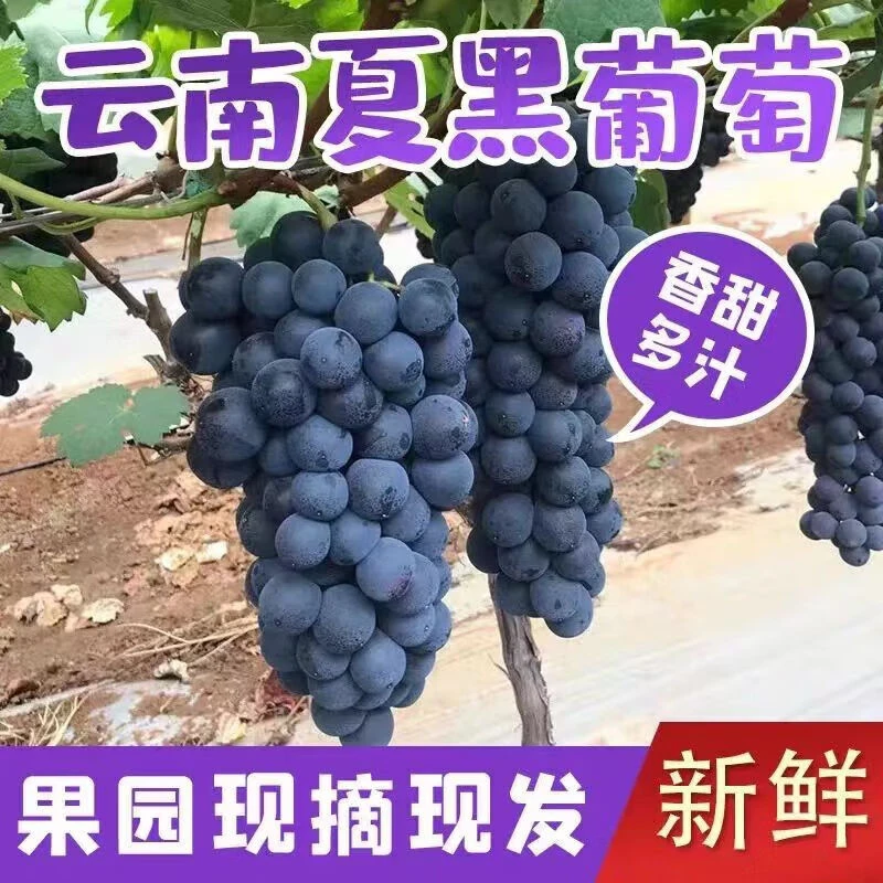 【天志甄选】云南夏黑无籽葡萄新鲜采摘农户自种爆甜无籽夏黑葡萄