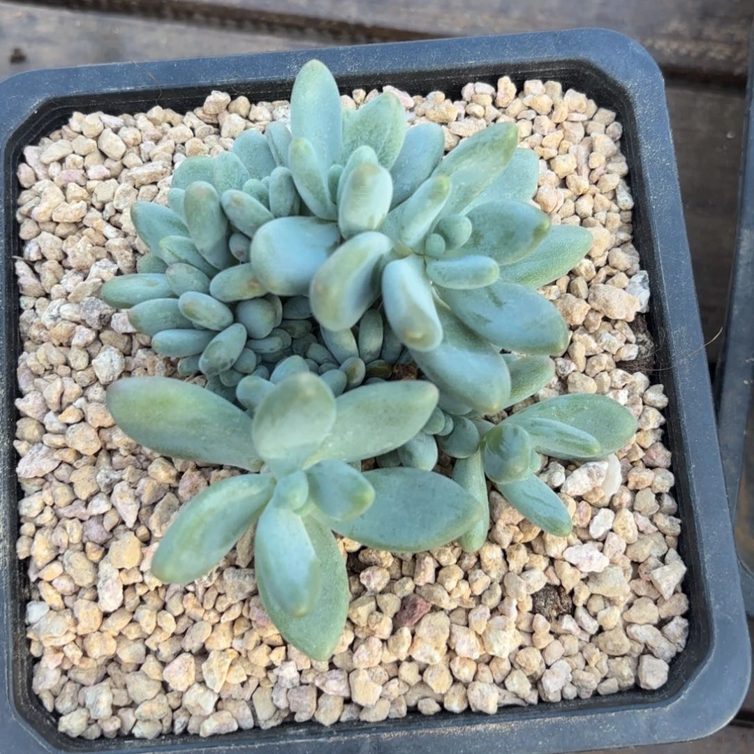 企鹅杂111111111111111