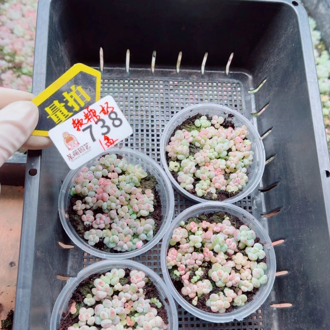 多肉植物多肉植物