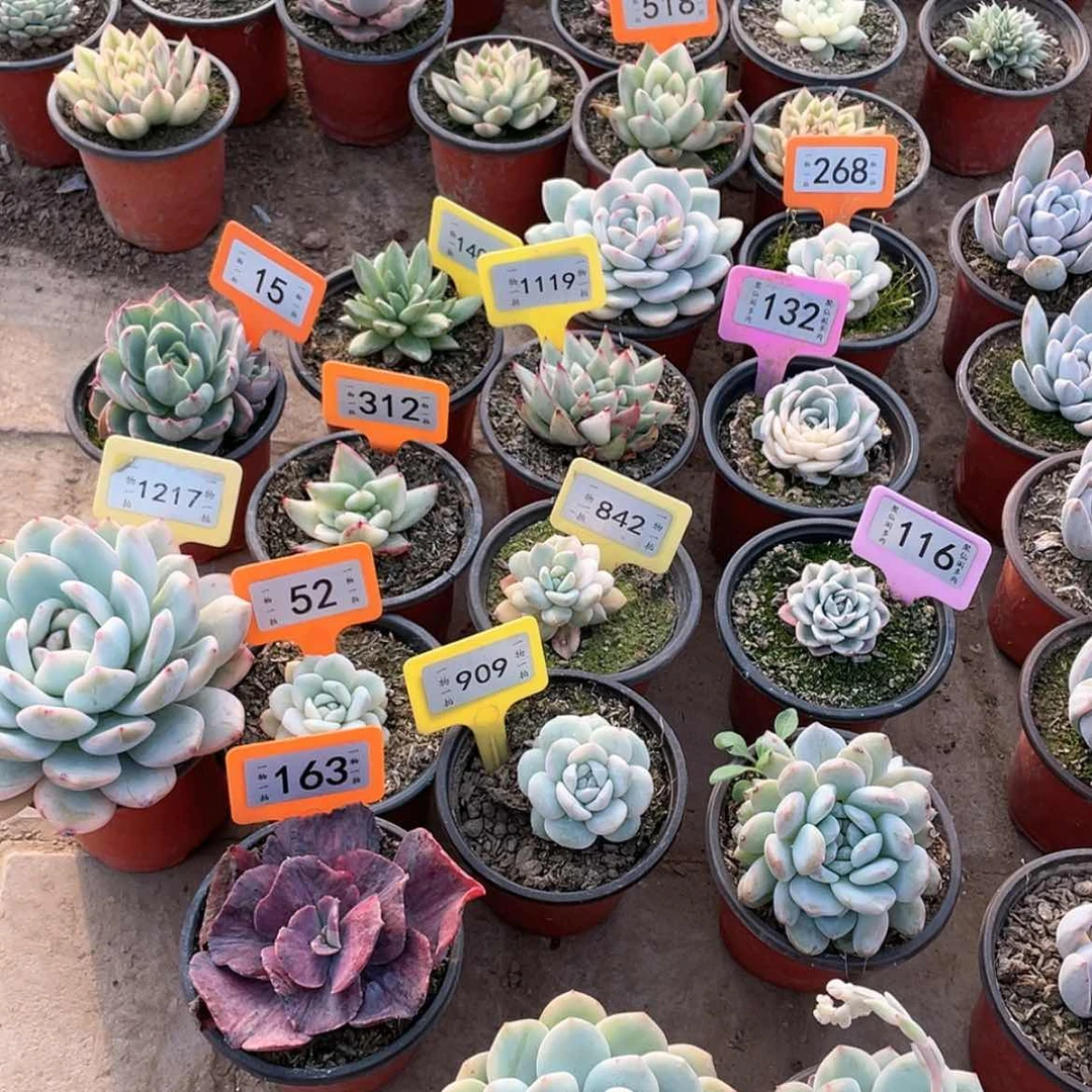 【闪购商品】?***✨618号两颗一组