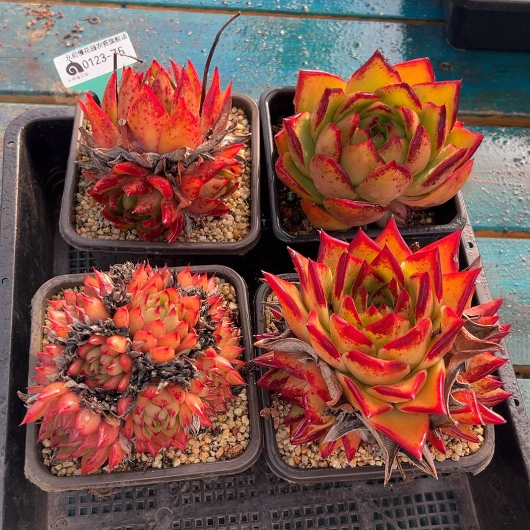 从前慢多肉精选编号0123.75