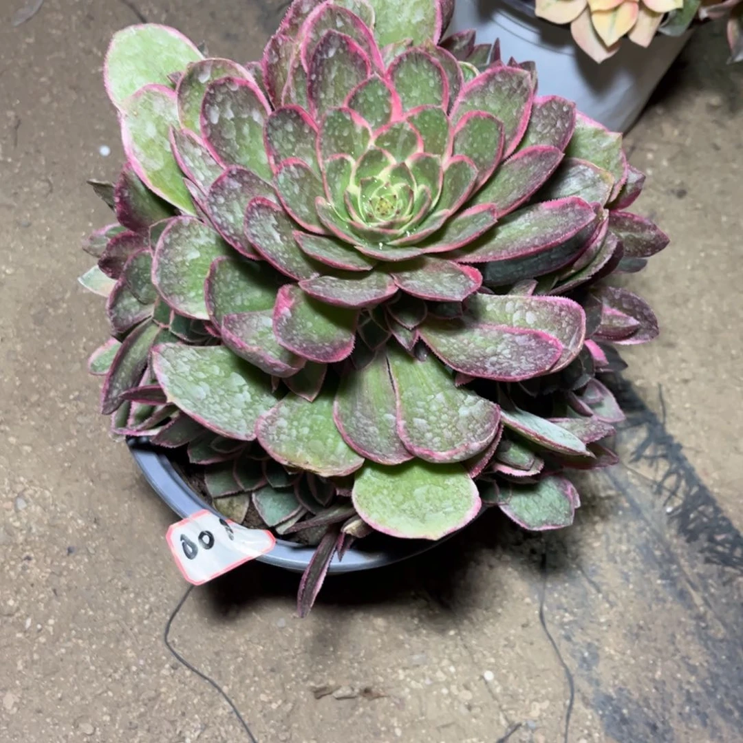 *️***001多肉植物粉花妖