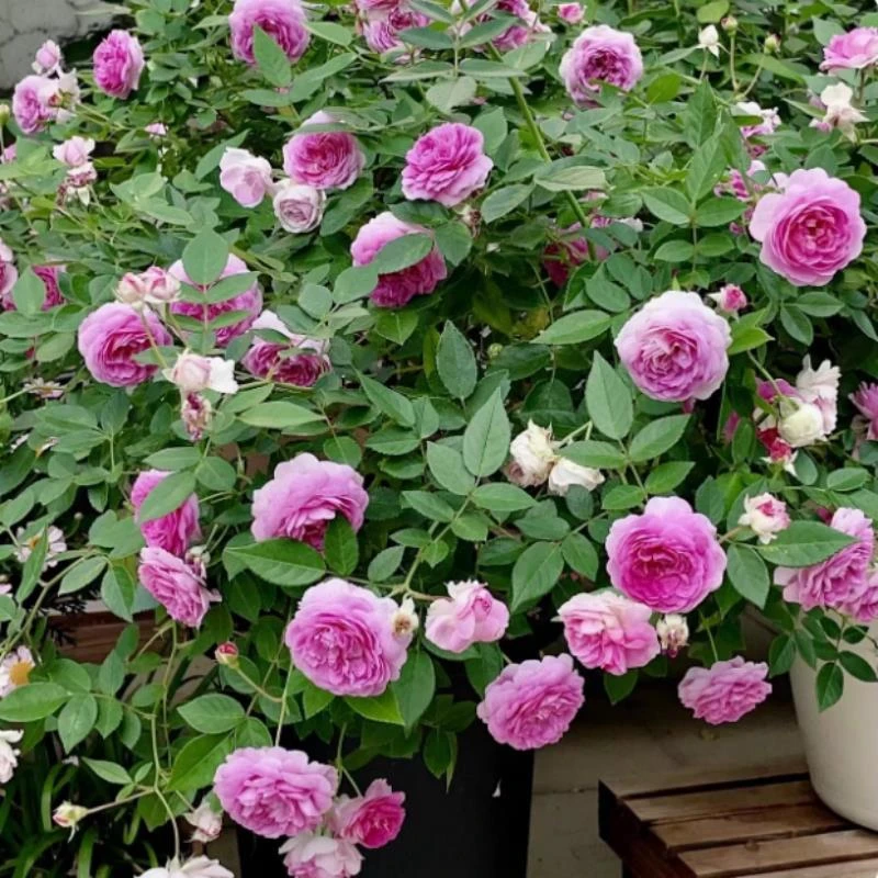 玛姬婶婶 丰花微月 多季开花 盆栽阳台花园庭院 玫瑰月季花苗浓香