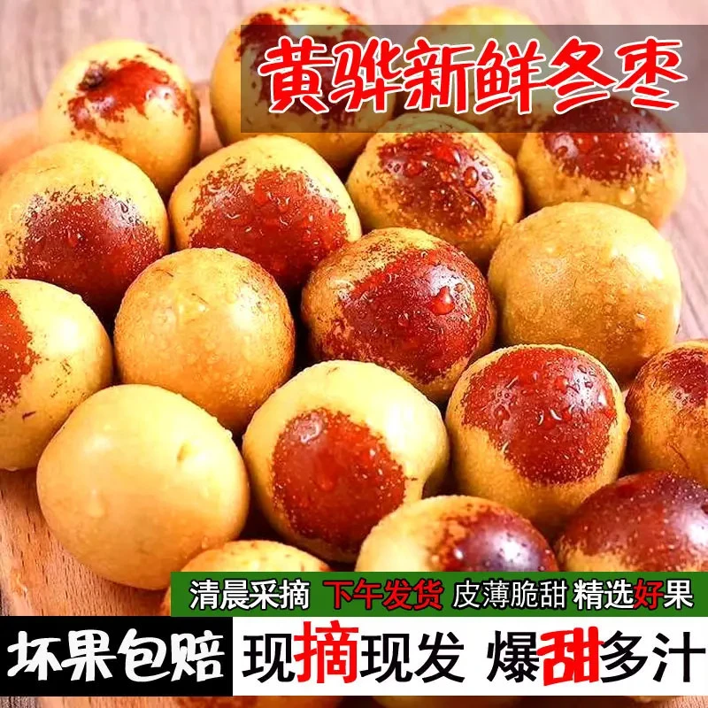 【顺丰快递5斤装】沧州黄骅冬枣新鲜皮薄脆甜现摘现发5斤孔店冬枣