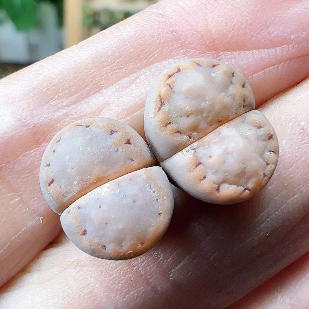 饼干1621.6……………