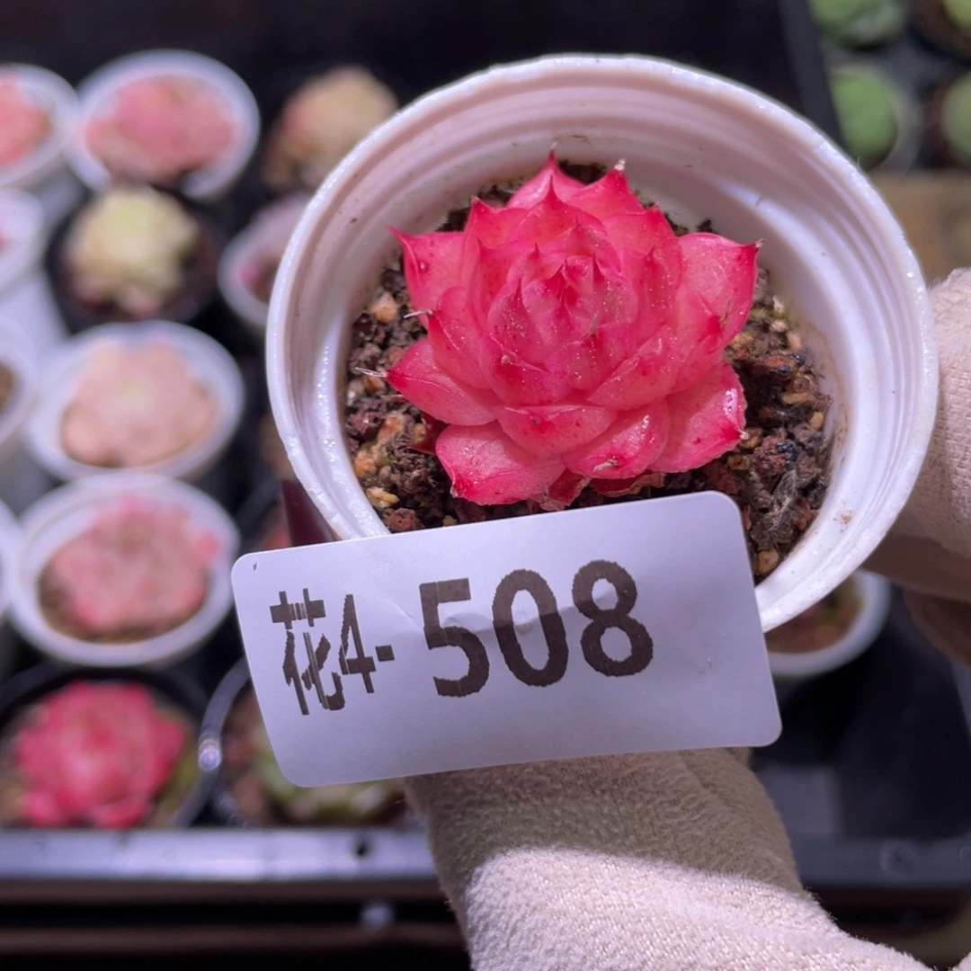 花利美4-508海王单头