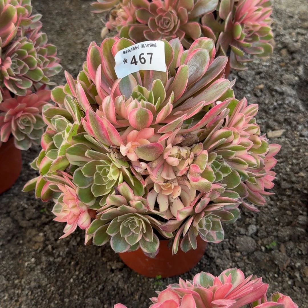 467黑魔锦多肉植物