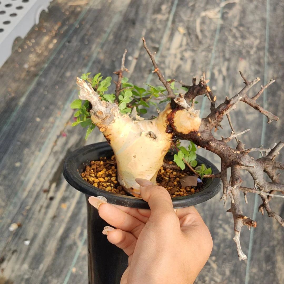 正白皮卡塔夫熟桩