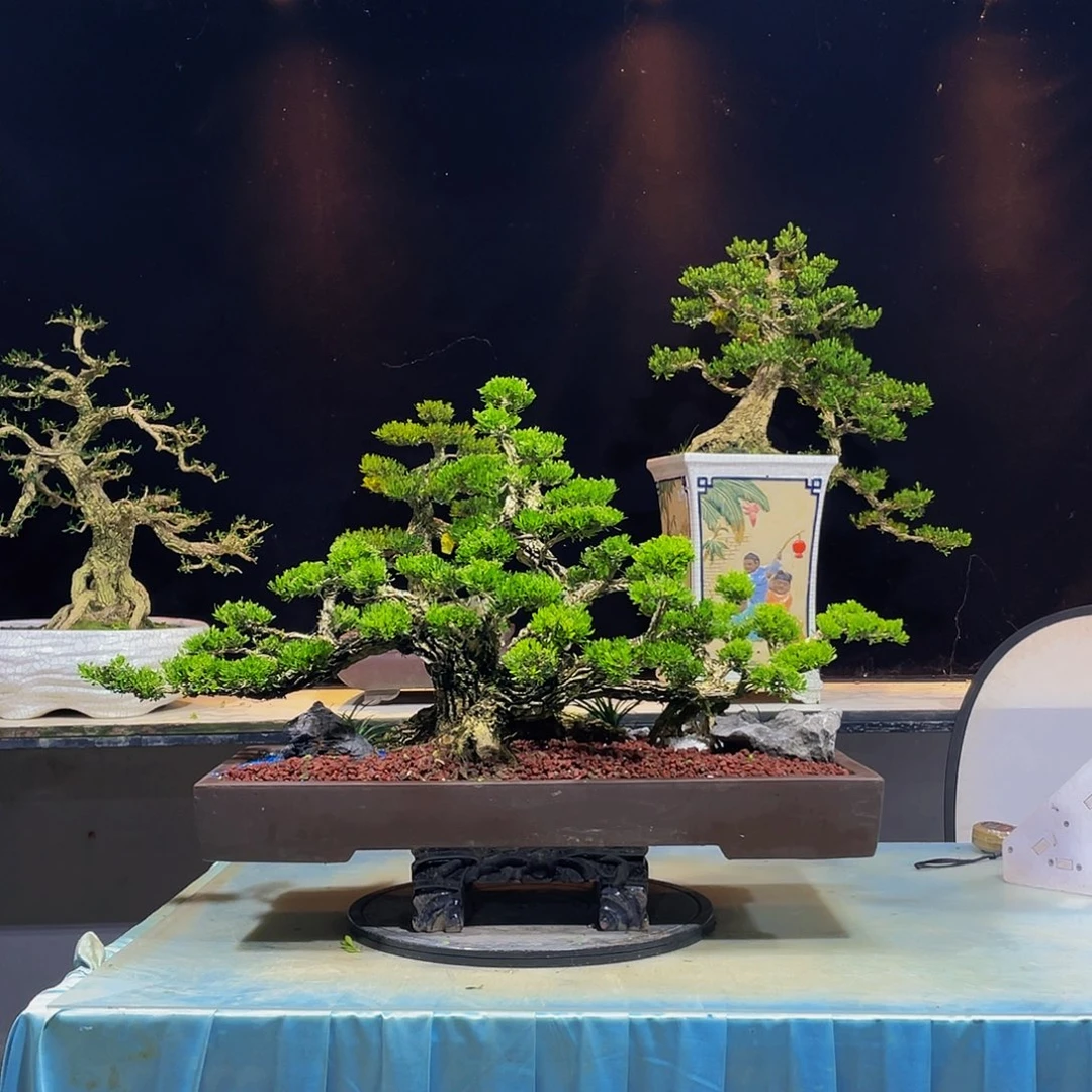 你*逗黄杨盆景四季长青