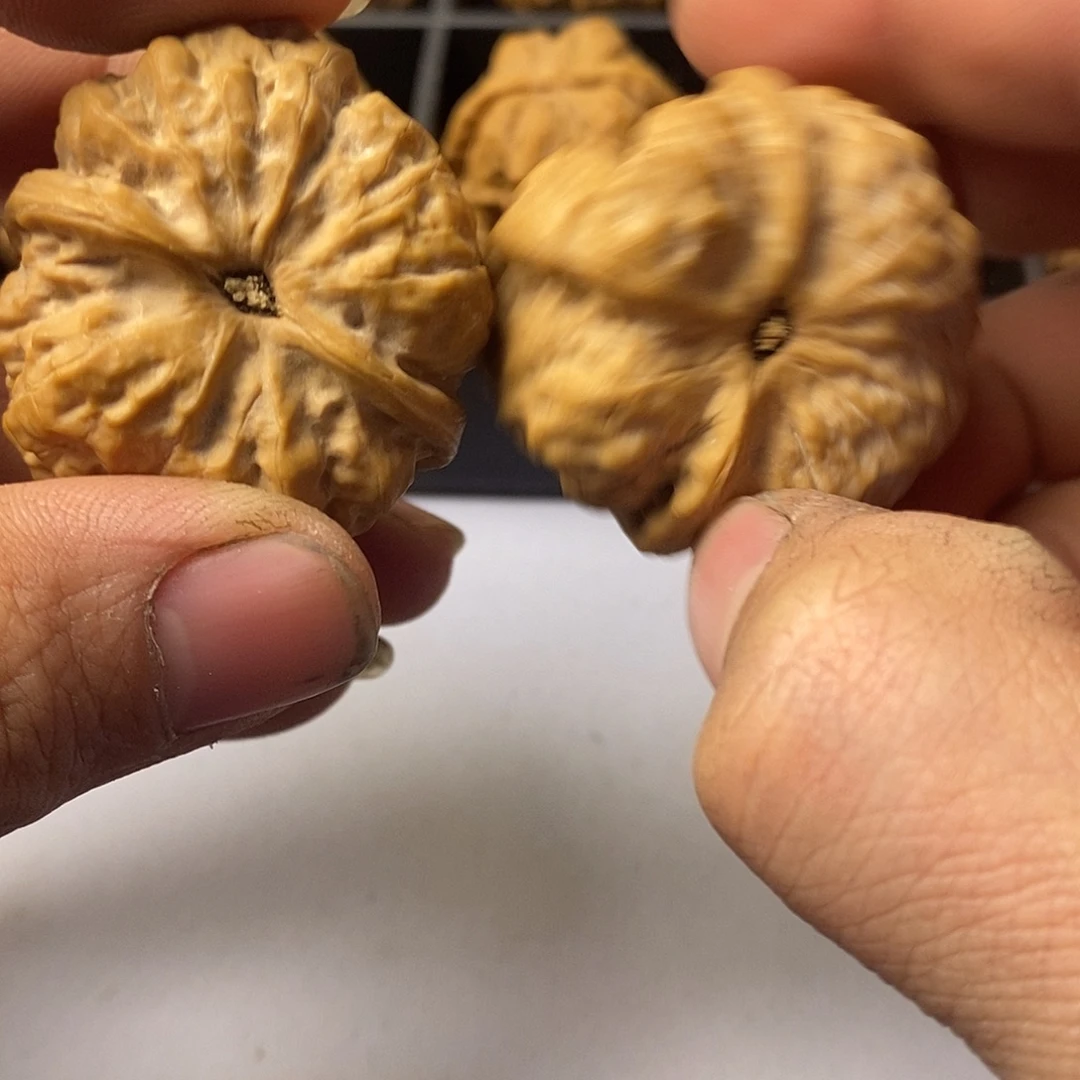 大***赠38尺寸55555555555