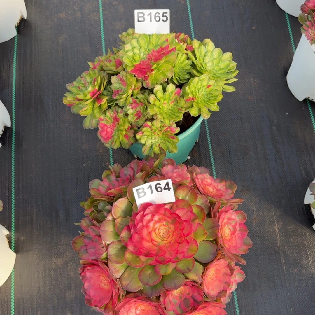 『***』164.165多肉植物法师发货