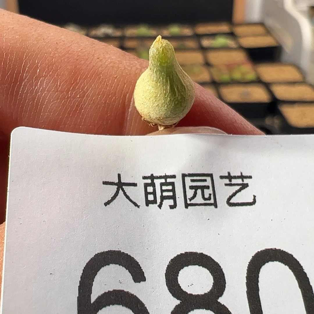 一物一拍。     680
