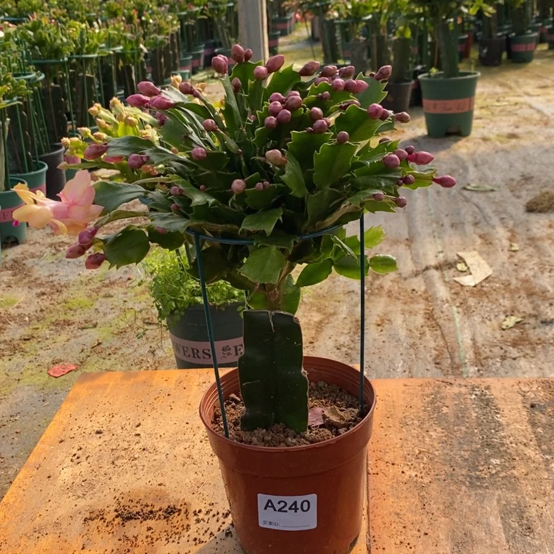 完全开放240嫁接黄索