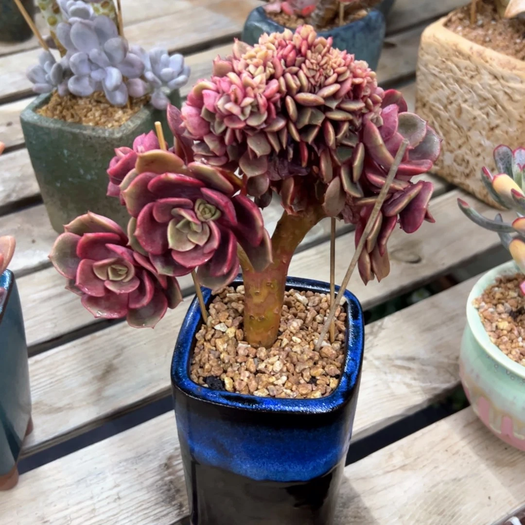 ?*?大红袍缀38 零零多肉植物