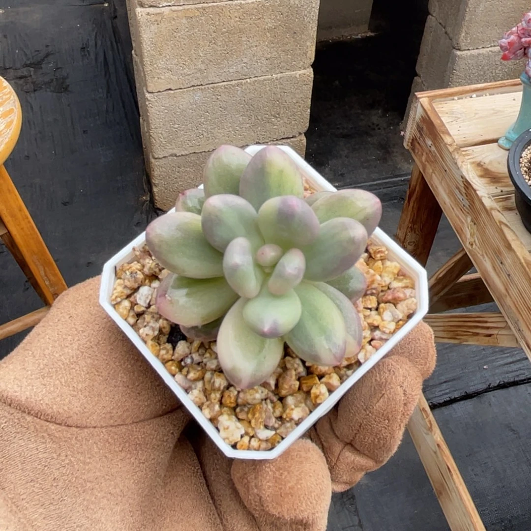 奶酪锦一物一拍不支持退换