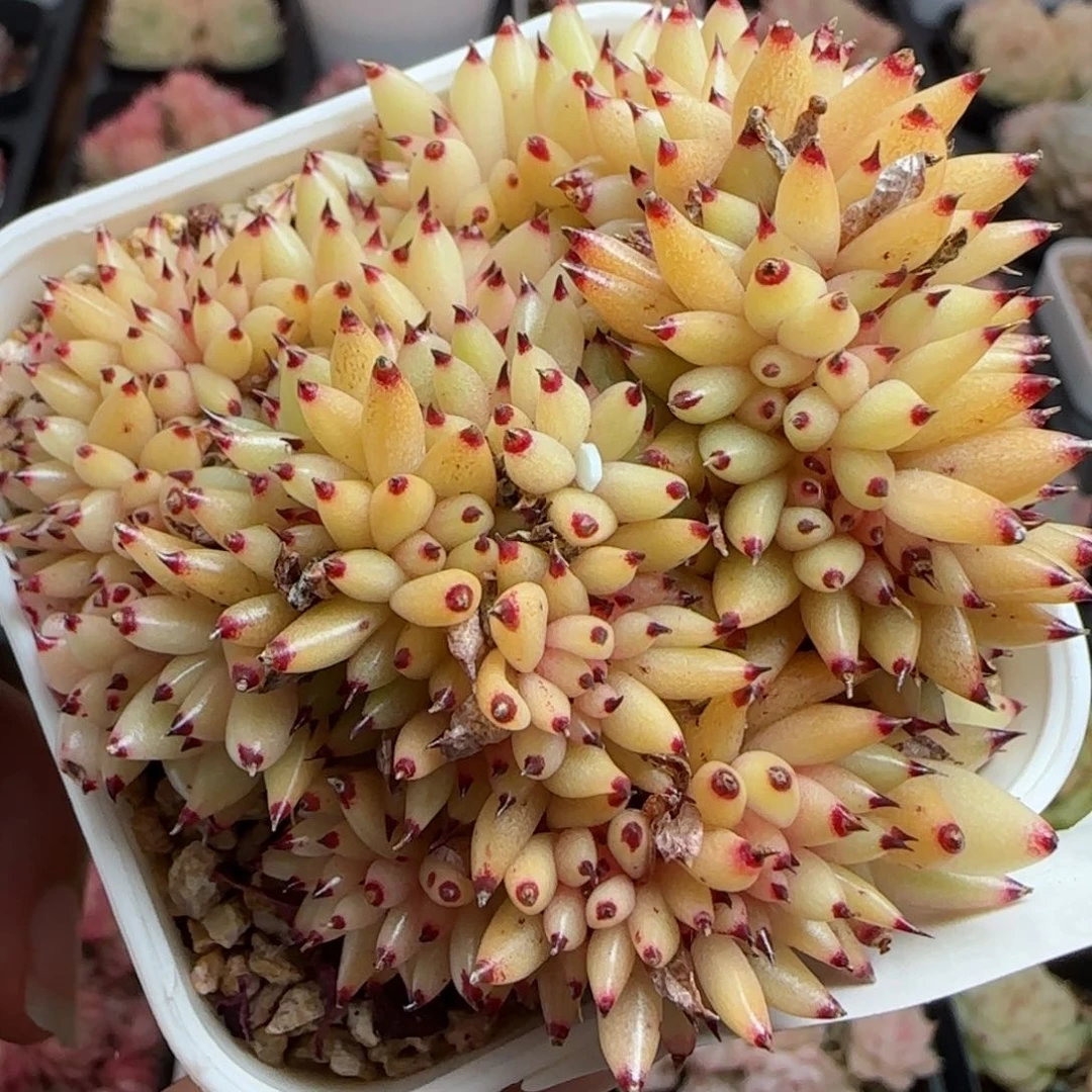 花语逸镜0119-28虎鲸缀化