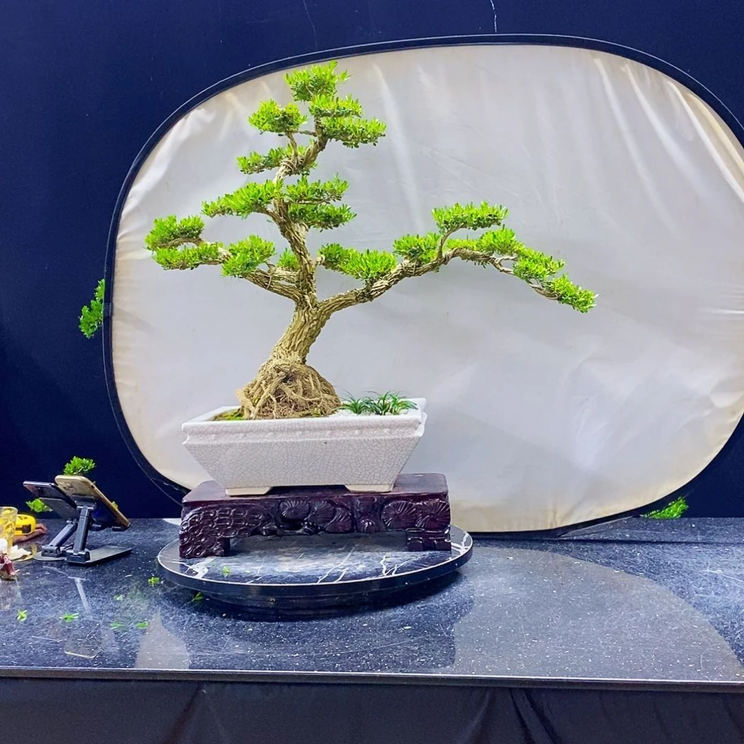 无花朵黄杨盆景造型