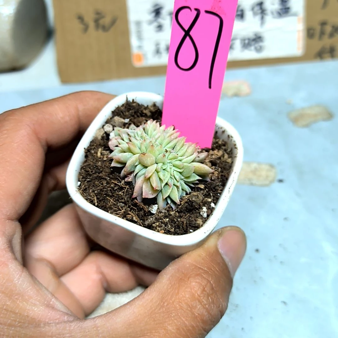 满6元包邮，#87号三色堇缀化