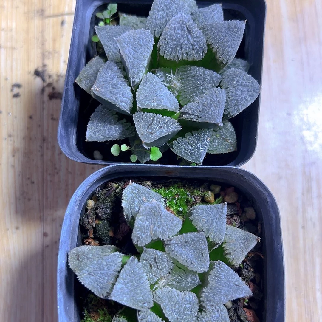 聚味城玉露多肉多肉一颗