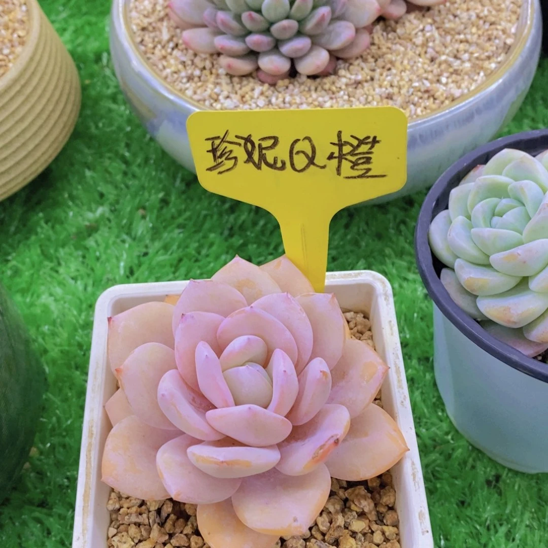 开心多肉植物多肉