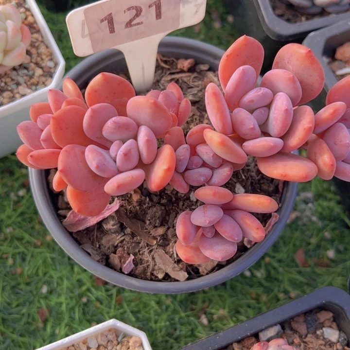 健健康康平平安安