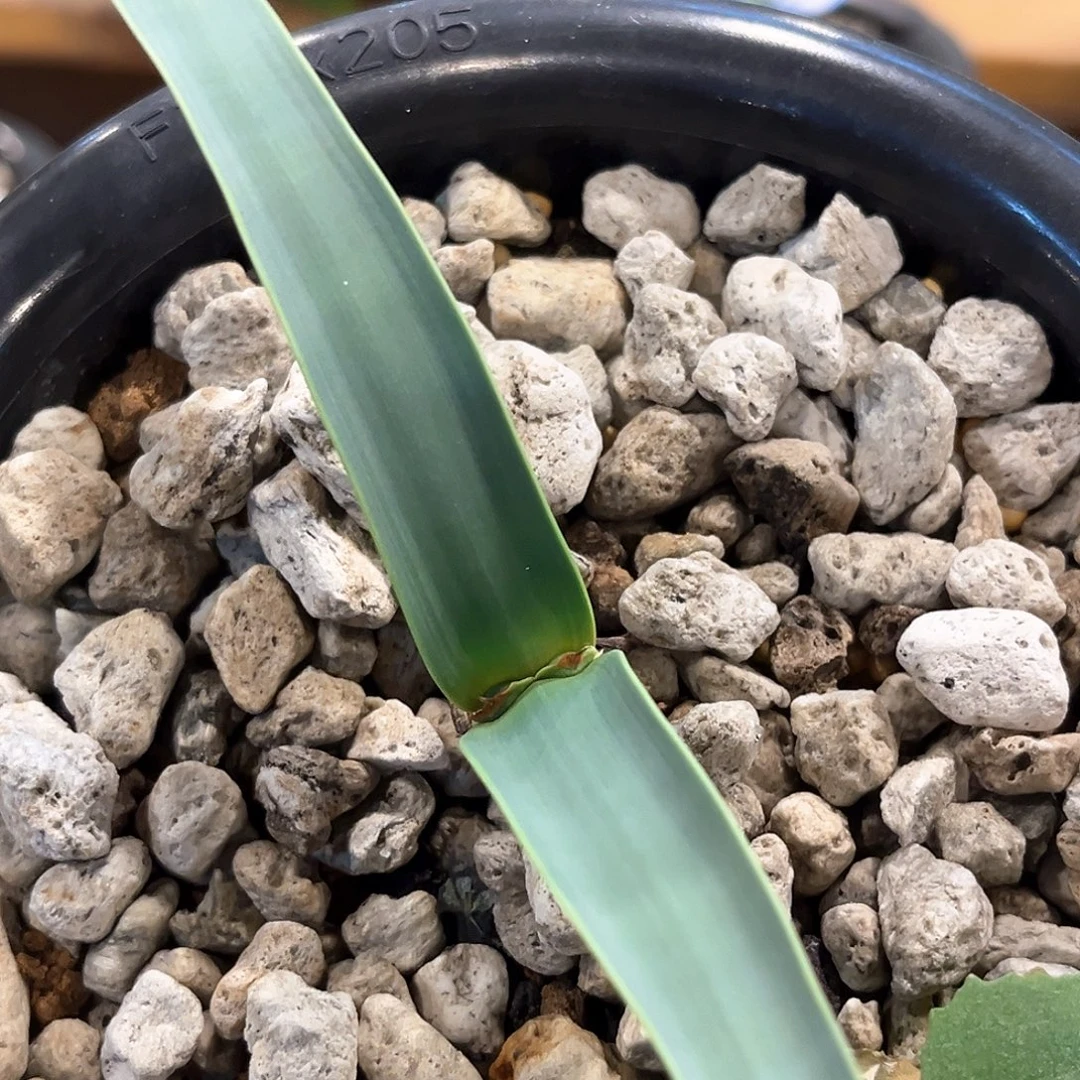 潮流植物 百岁兰 63大漏