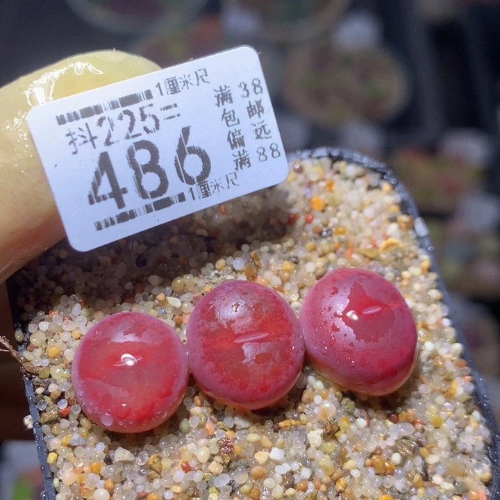 精品生石花225.486