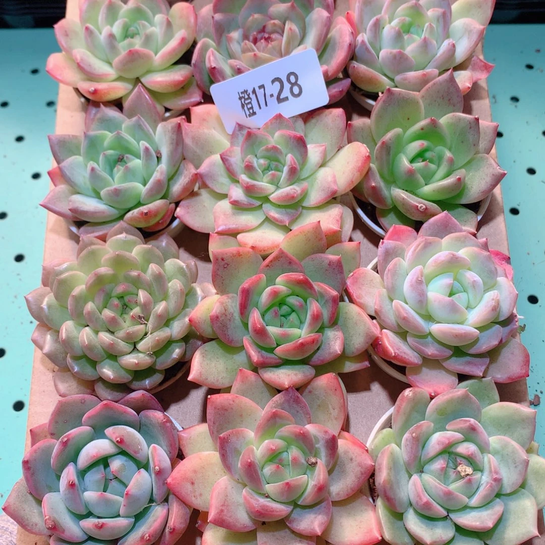 17-28一物一拍多肉带盆18颗