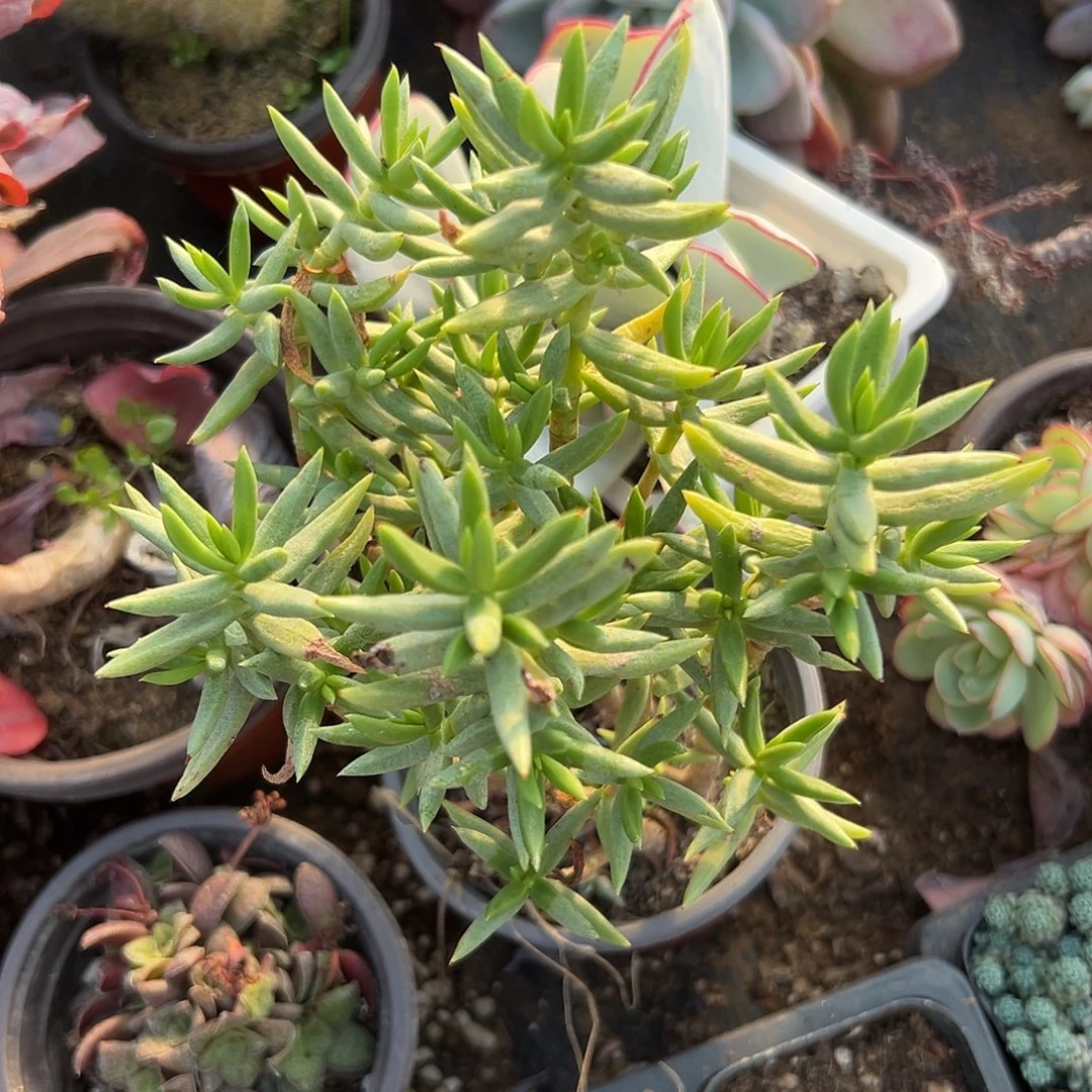 多肉植物桐叶菊群