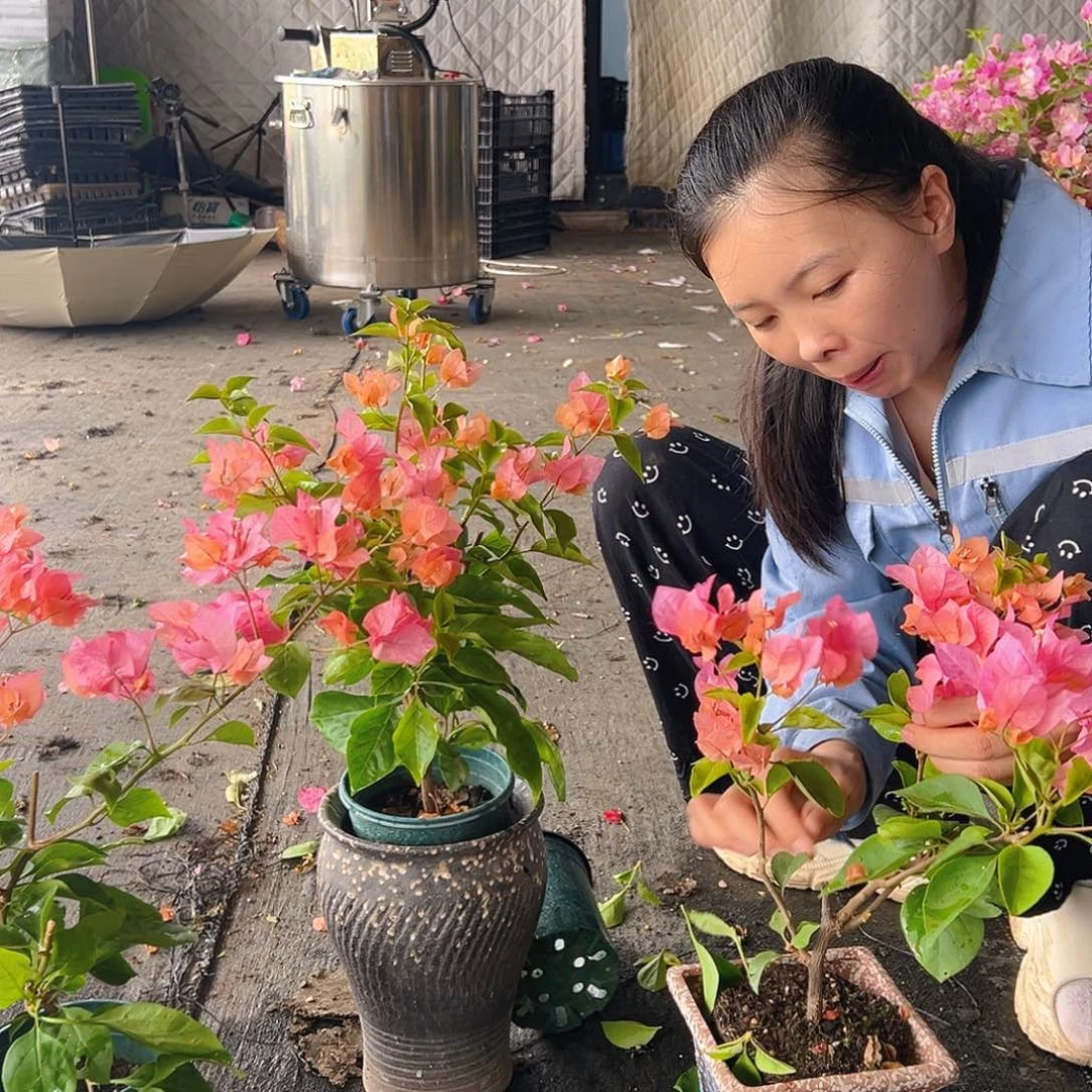 当前无花栽培后可以开花波妹掌中宝一棵