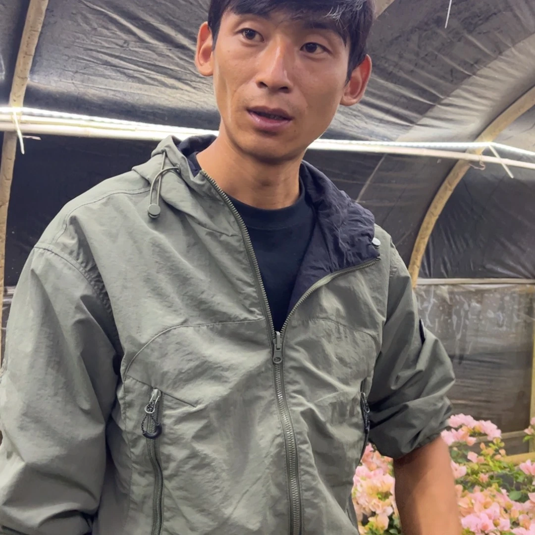 顺***水完全开放（中庸）三角梅1棵会落花落叶会光杆苗有大有小