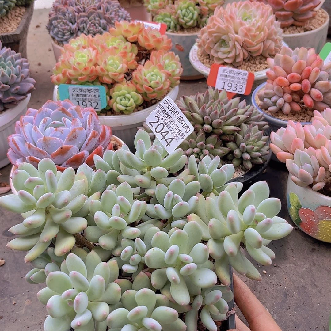 2044三日月美人。