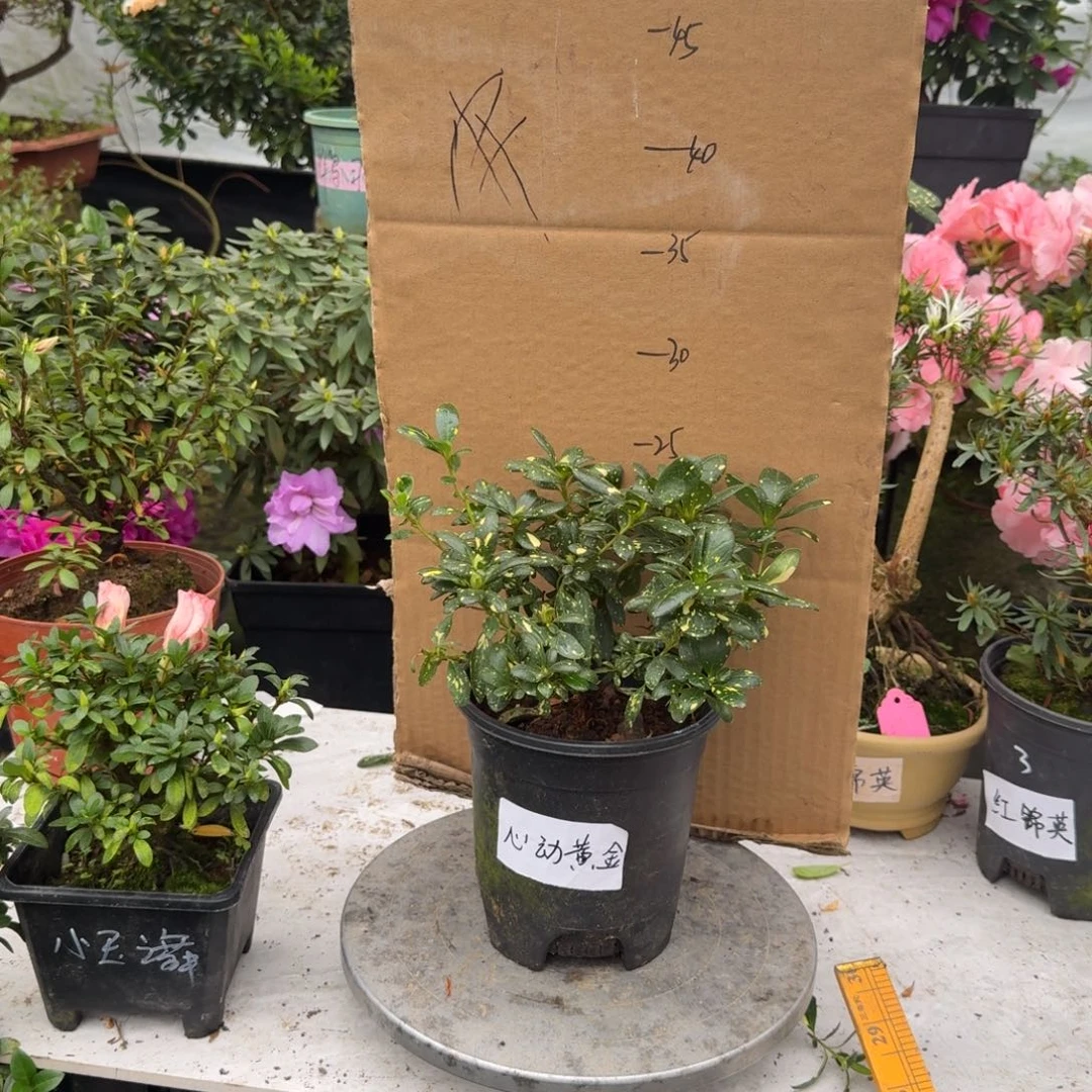 燕***飞完全开放心动杜鹃花