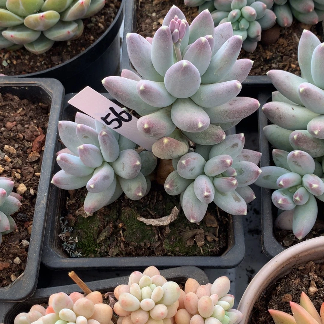 *****送货美人727272727272