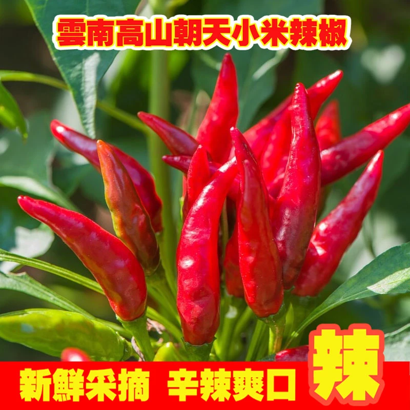 正宗云南小米辣椒新鲜现摘朝天椒特辣超辣薄皮红辣椒指天椒魔鬼辣