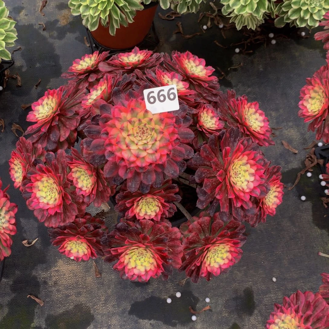 【闪购商品】初*辉煌66600000000