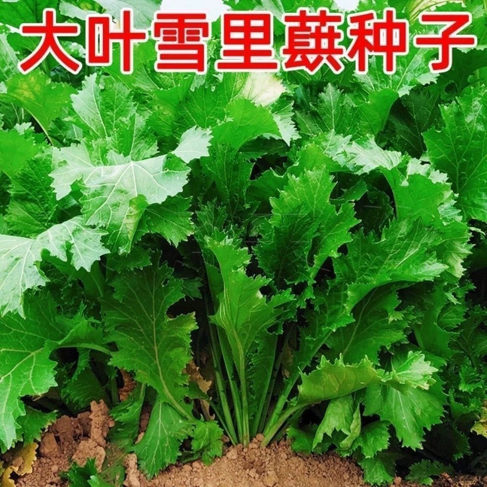 雪里蕻种子籽大叶雪里蕻种子秋季播种耐寒品种农家腌制酸菜品质好