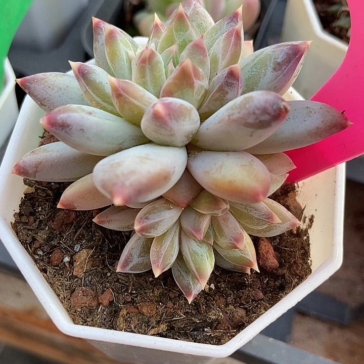 多肉植物伊丽莎白30