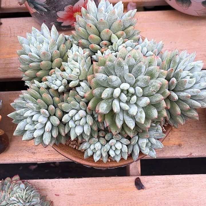 多肉植物一物一拍