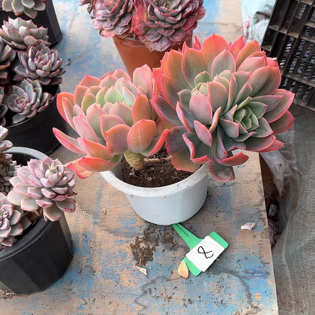 笑****李绮罗多肉植物保护25