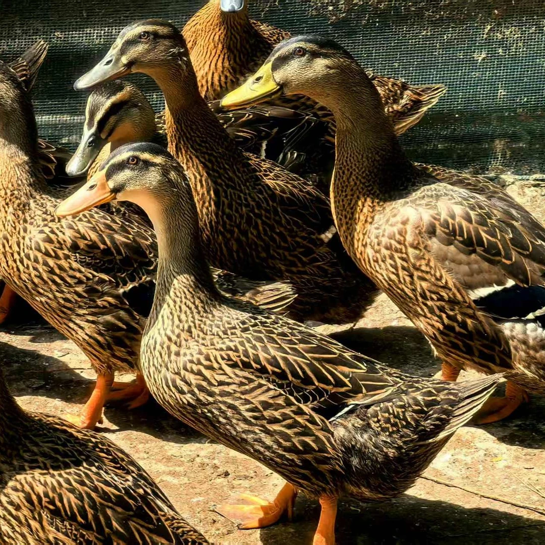 3只 皖南正宗散养眉鸭，五谷喂养半年 每只2斤 WY