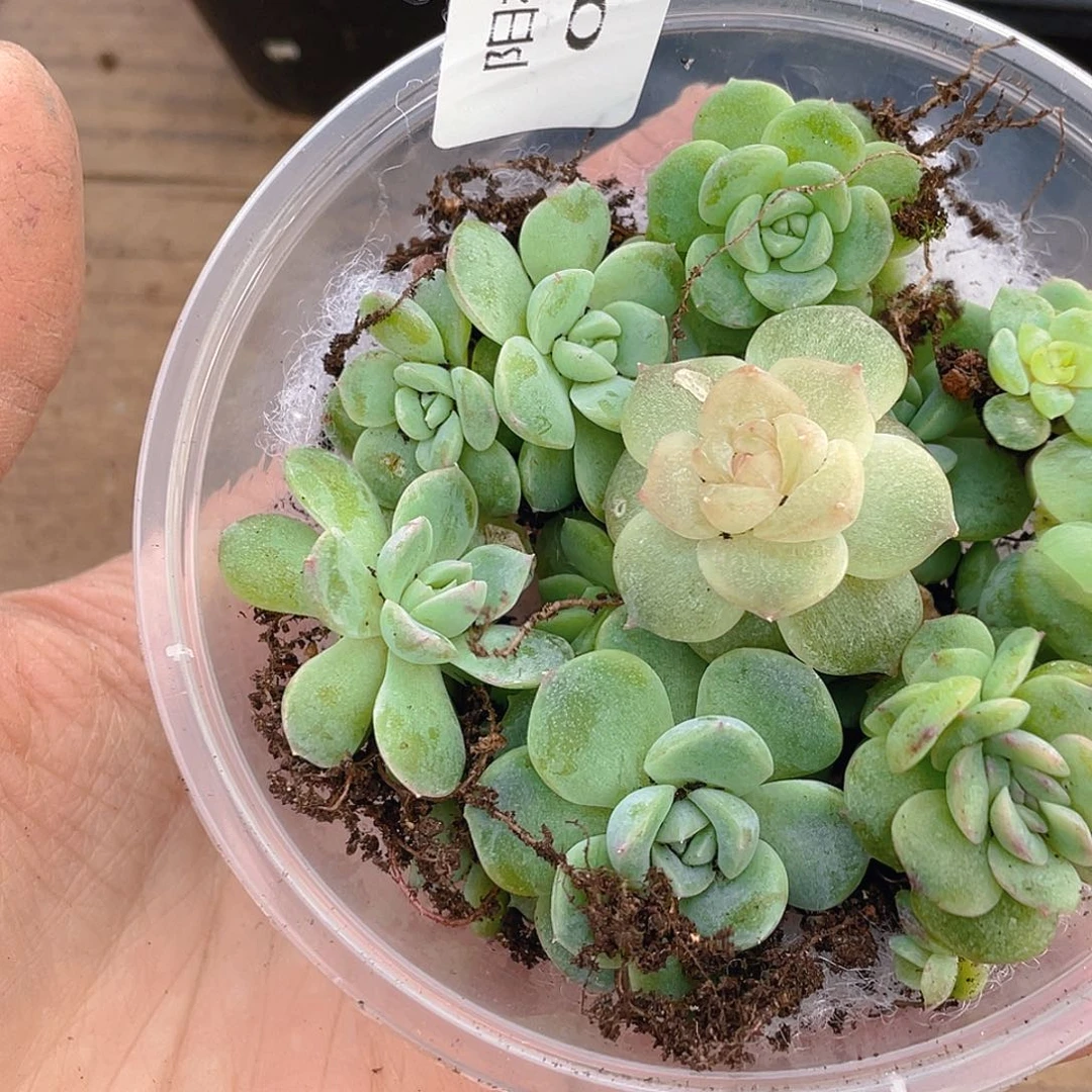 多肉植物多肉植物315