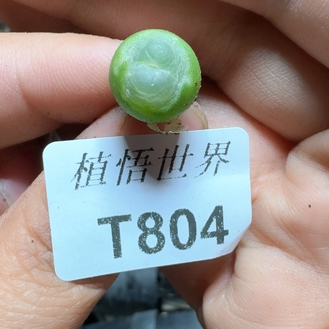 804号多肉植物哇c v