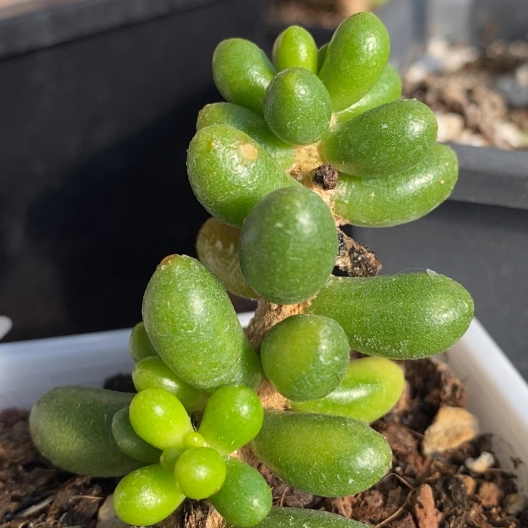 妮*?495绿龟之卵锦小群生