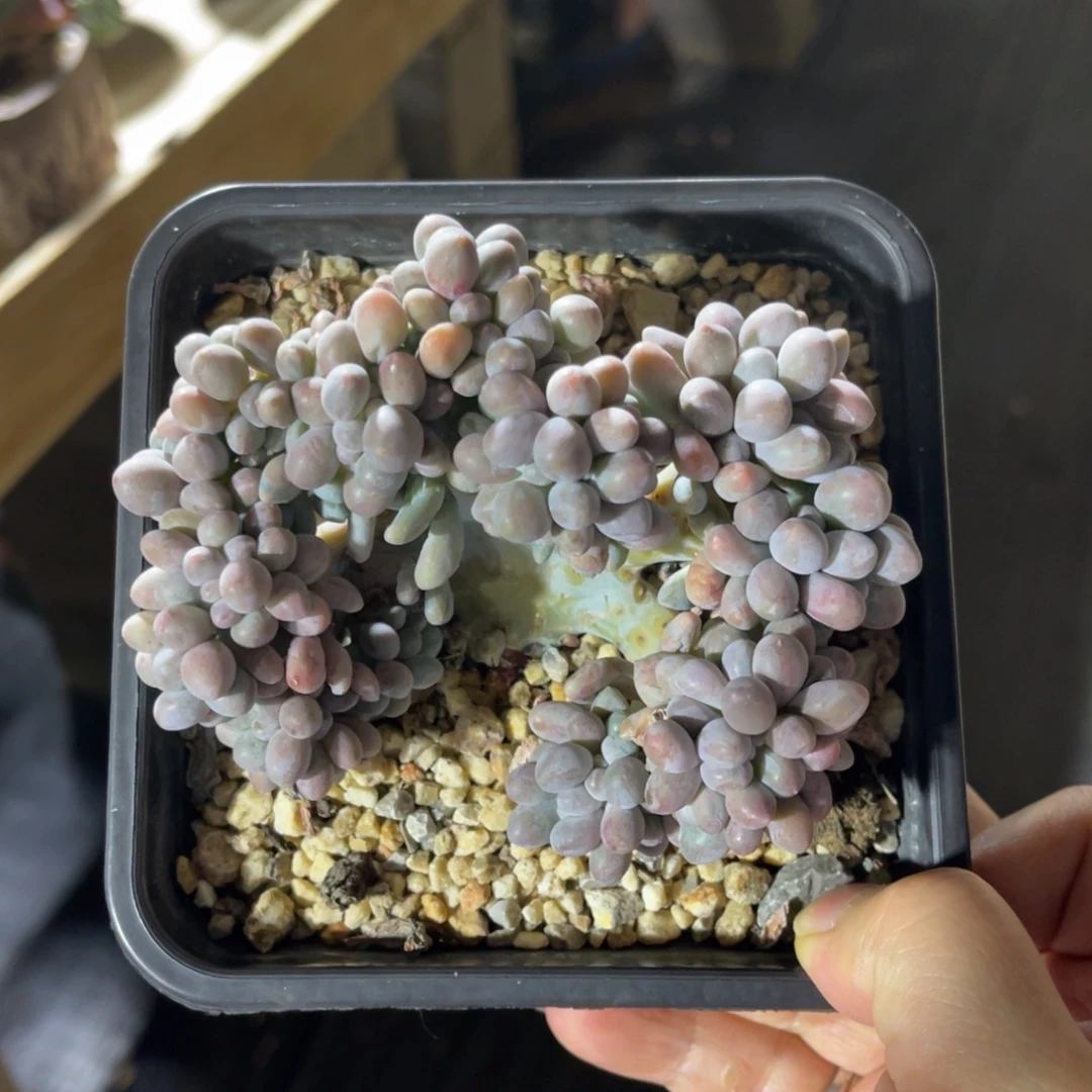汤圆缀 一物一拍不支持退换