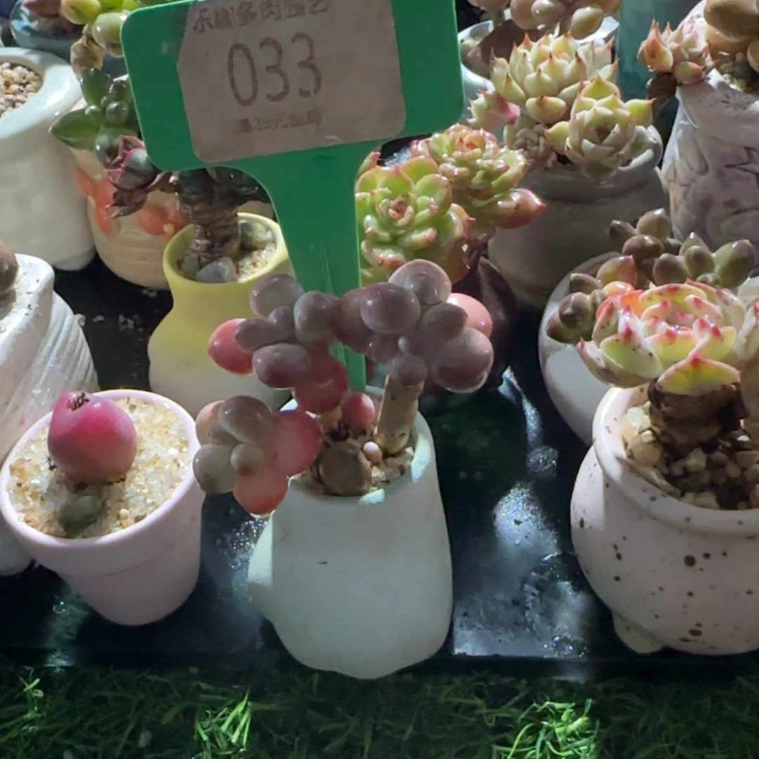 啥***有多肉植物苹果奶酪带回来的发货