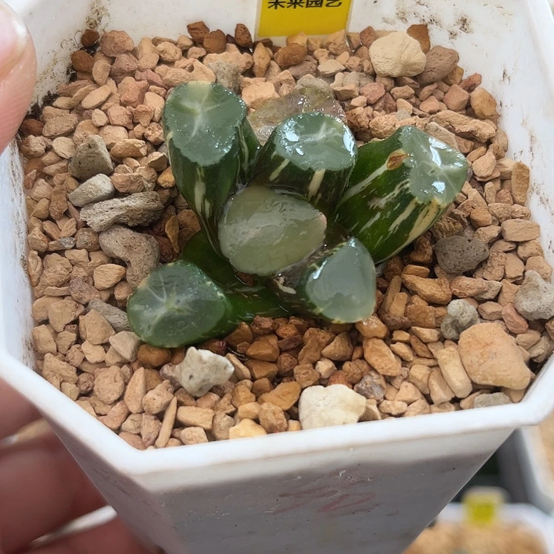 102山之翠万象锦福利