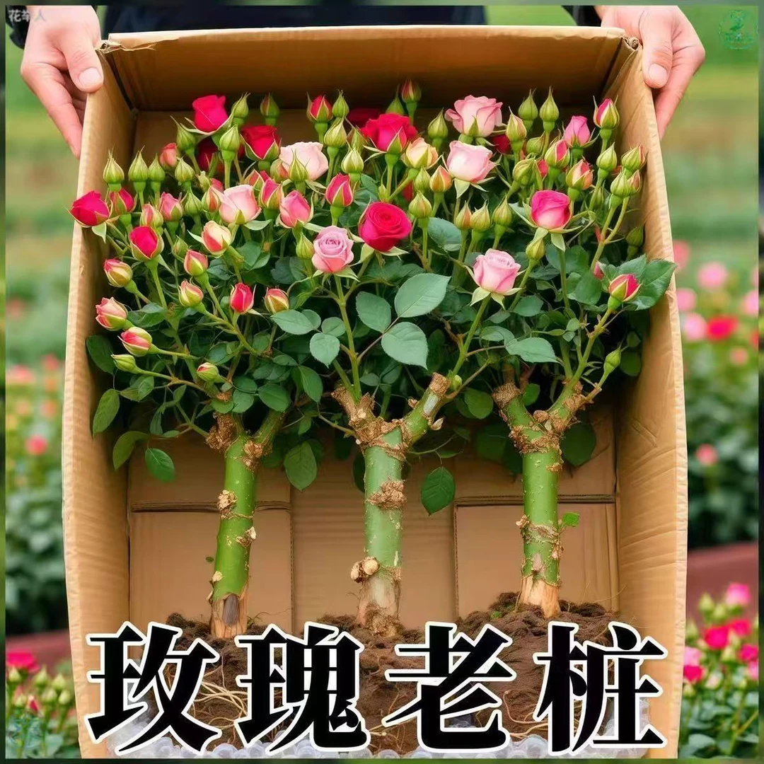 玫瑰花老桩苗四季开花大花浓香耐寒耐热可盆栽地栽好养活