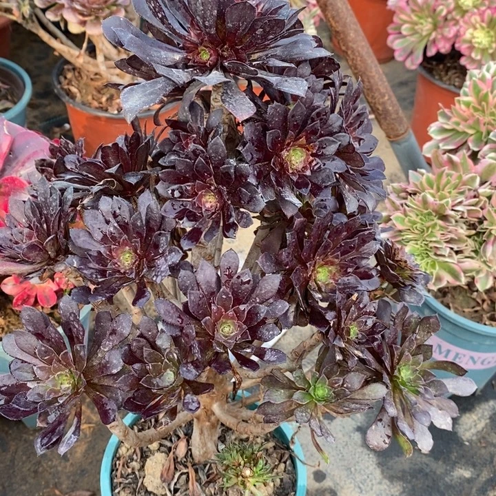 黑桐断枝25多肉植物法师法师